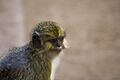 Talapoin II - Bioparc Valencia (2787418966)