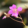 Talinum spinescens flower