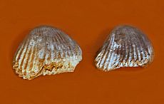 Tetrarhynchiidae - Kallirhynchia major