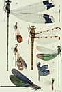 The biology of dragonflies (Odonata or Paraneuroptera) (1917) (19759556614)