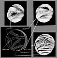 Venus-m10