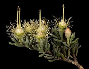 Verticordia oxylepis - Flickr - Kevin Thiele.jpg