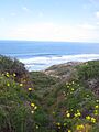 View on one of the trails at Torrey Pines State Reserve