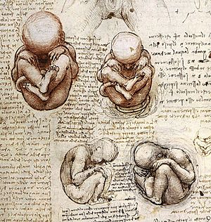 Views of a Foetus in the Womb