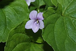 Viola palustris 6796