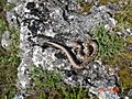 Vipera ammodytes 2