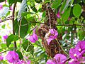 White-throated Gerygone Nesting 8