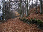 Woodland track at Knock Mary - geograph.org.uk - 81043