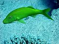 Yellowsaddle goatfish parupeneus cyclostomus