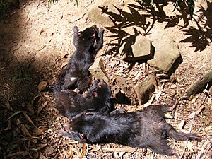 Young tasmanian devils