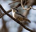 Yunnan nuthatch