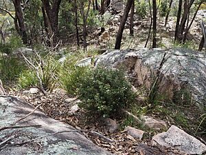 Zieria compacta (habit)