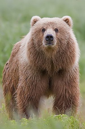 7 Cool Facts About Our Kodiak Bears - Marshfield Made New