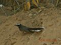 AB014 Whitebrowed Fantail Flycatcher