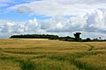 A field of barley on Tinhead Hill - geograph.org.uk - 886476