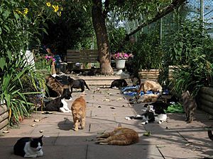 A lazy day at the Richmond Animal Protection Society cat sanctuary.jpg