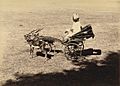 A small carriage pulled by deer at Baroda in the 1890s