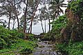 A stream on Efate, Vanuatu