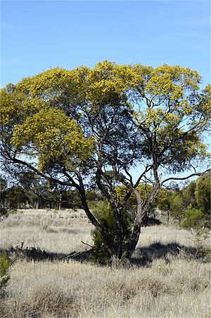 Acacia homalophylla.jpg