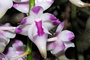 Aerides-lawrenciae