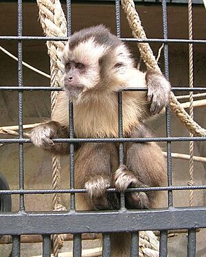Affe am gitter