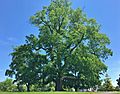 American Elm Tree in Greenwich, CT - May 2019