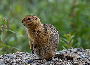 An Arctic ground squirrel (b9749047-ea66-4144-a55f-5689aaf547ea)