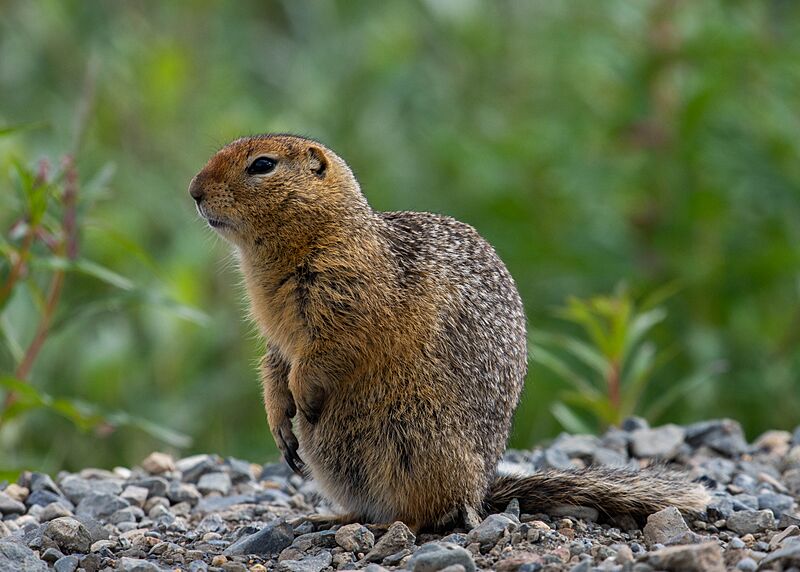 An Arctic ground squirrel (b9749047-ea66-4144-a55f-5689aaf547ea)