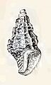 Antiguraleus infandus 001