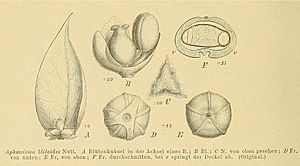Aphanisma blitoides by Volkens 1893.jpg