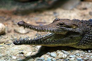 Australien-Krokodil
