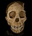 Australopithecus africanus - Cast of taung child Face