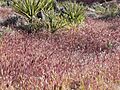 Bromus madritensis rubens in desert