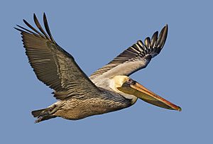 Brown pelican - natures pics