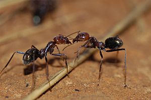 CSIRO ScienceImage 3225 Meat ant Iridomyrmex purpureus Formicidae