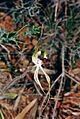Caladenia tensa (habit)