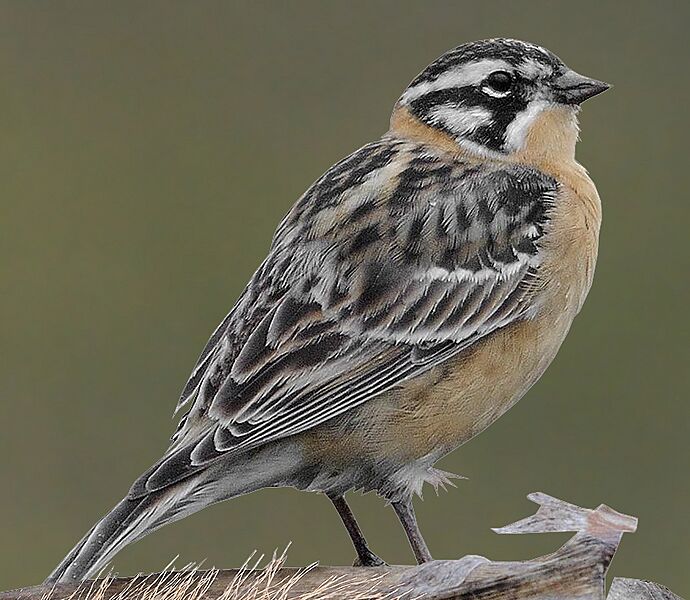 Calcarius pictus