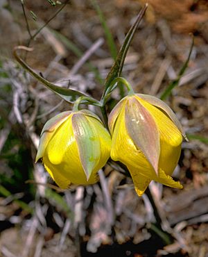 Calochortus raichei (Cedars mariposa lily) (32976083992).jpg