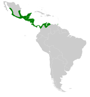 Centurio senex map.svg