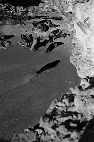 Colonia de focas monje de Cabo Blanco (1945)