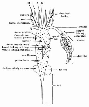 Composite diagram illustrating basic squid features, ventral aspect