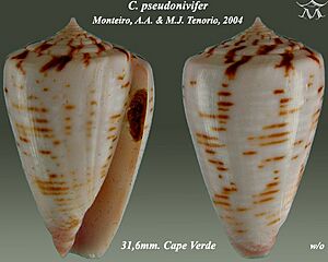 Conus pseudonivifer 1.jpg