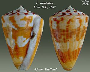 Conus striatellus 2.jpg