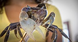 Crab in Islote, Arecibo, Puerto Rico