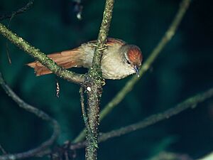 Cranioleuca curtata - Ash-browed Spinetail.jpg