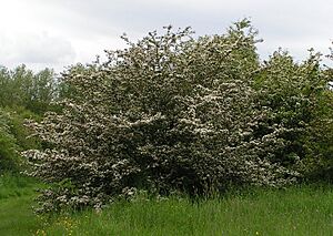 Crataegus monogyna - Common hawthorn