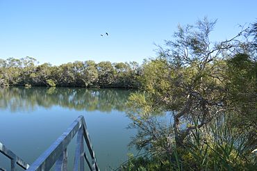 Dalhousie Springs in Witjira National Park - steps into the warm water.JPG