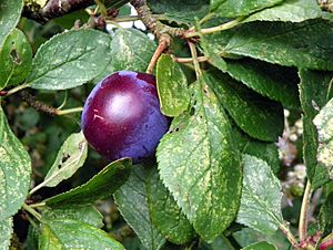 Damson (Prunus domestica subsp. insititia) (19884486631)