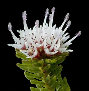 Darwinia diosmoides - Flickr - Kevin Thiele.jpg