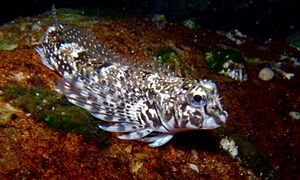 Eastern Jumping Blenny-Lepidoblennius haplodactylus (24994085054).jpg